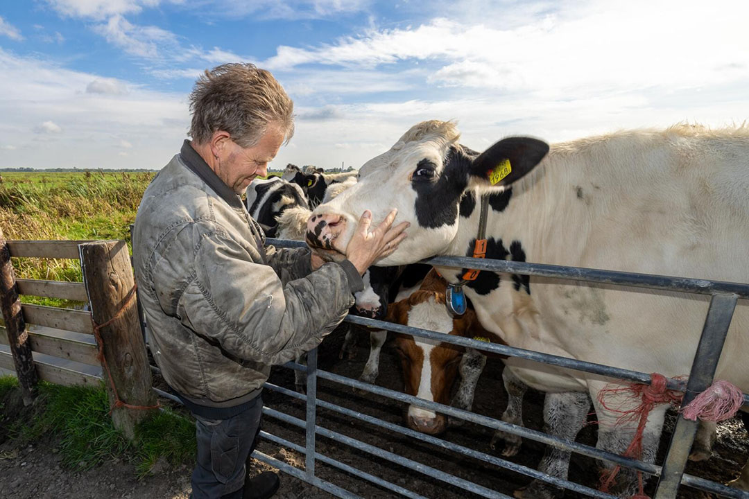 Boer Cees Verhagen waakt zorgzaam over zijn melkvee te midden van de blauwtonguitbraak.
