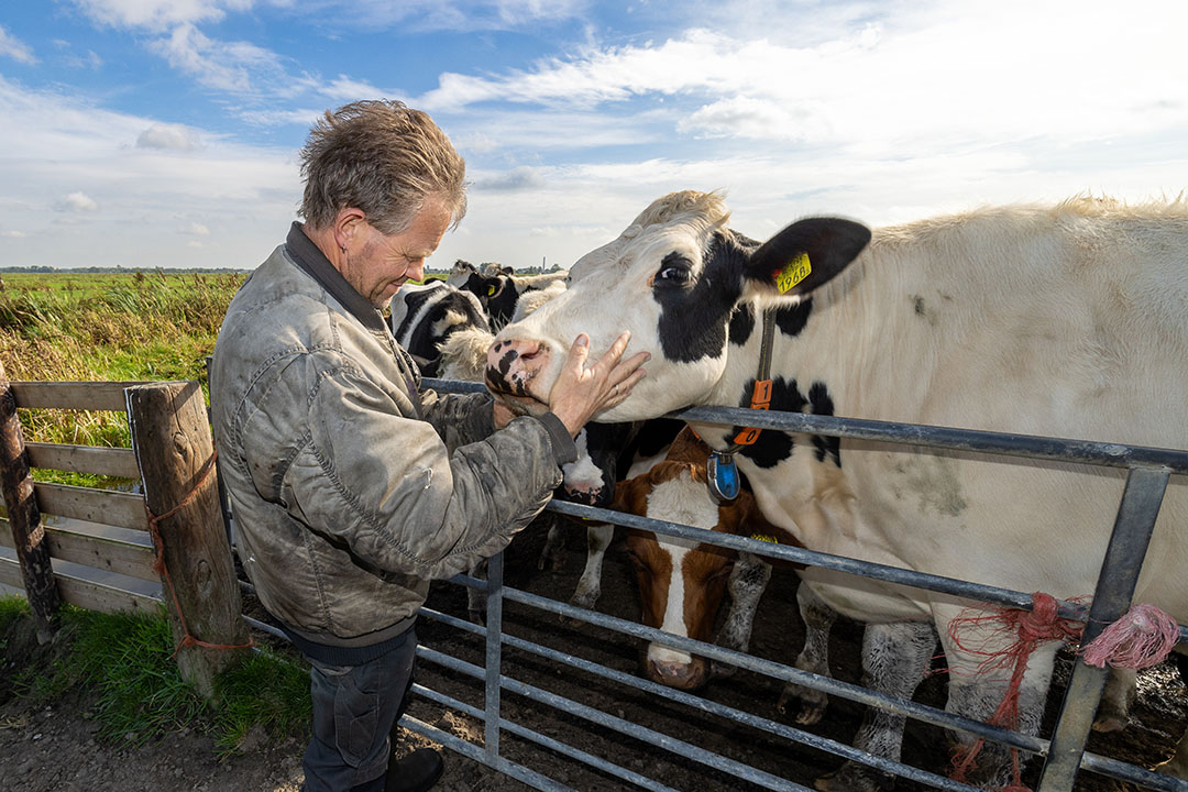 Schapen- en runderhouder Cees Verhagen in Stolwijk trekt het veld in om zijn pinken te controleren op blauwtong. - Foto: Peter Roek