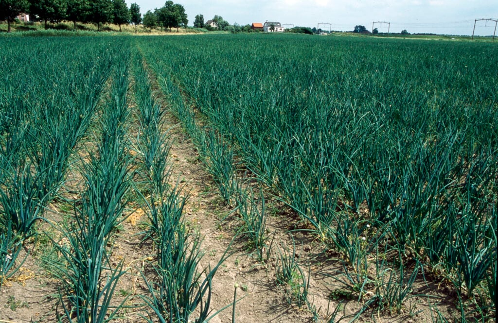 akkerbouw in Nederland
