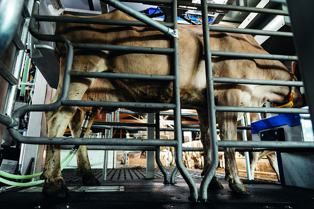 SAC biedt eenvoudig te gebruiken melksystemen die zorgen voor een ergonomische omgeving voor de veehouder en een hoge standaard in dierenwelzijn heeft.