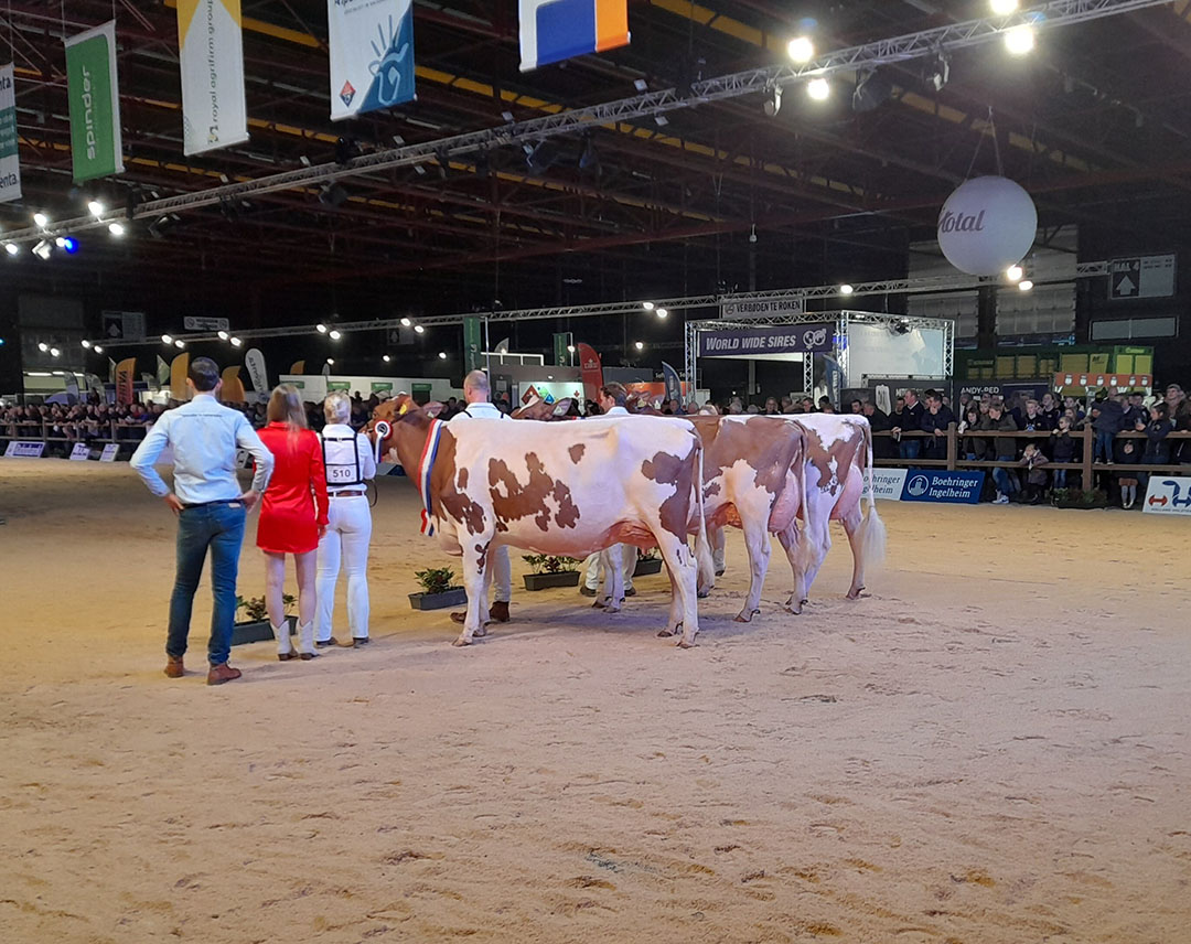 Bij roodbont was het kampioenschap midden een prooi voor Twente Dairies Incredibull Mel van familie Tijhuis in Hooghalen (Dr.)  Aan het eind van de dag werd zij ook algemeen kampioen roodbont.