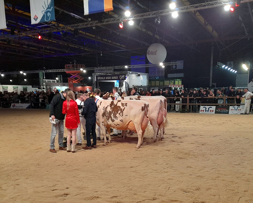 De oudste koe van het veld, Irma 68 (Curtis), had nog maar amper de productierubriek op haar naam geschreven en pakte ze op 13-jarige leeftijd ook het kampioenschap. Zo mag eigenaar Vosman uit Wierden (Ov.) ook deze trofee mee naar huis nemen.