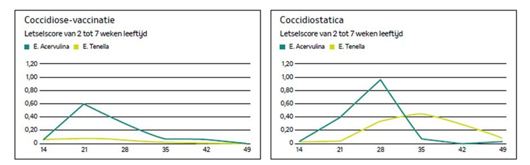 Figuur 1 en 2. Verloop van de letselscore gedurende de groeiperiode bij traaggroeiende vleeskuikens (Van Dijk-Pecher et al. WVPA 2017). – Bron: MSD