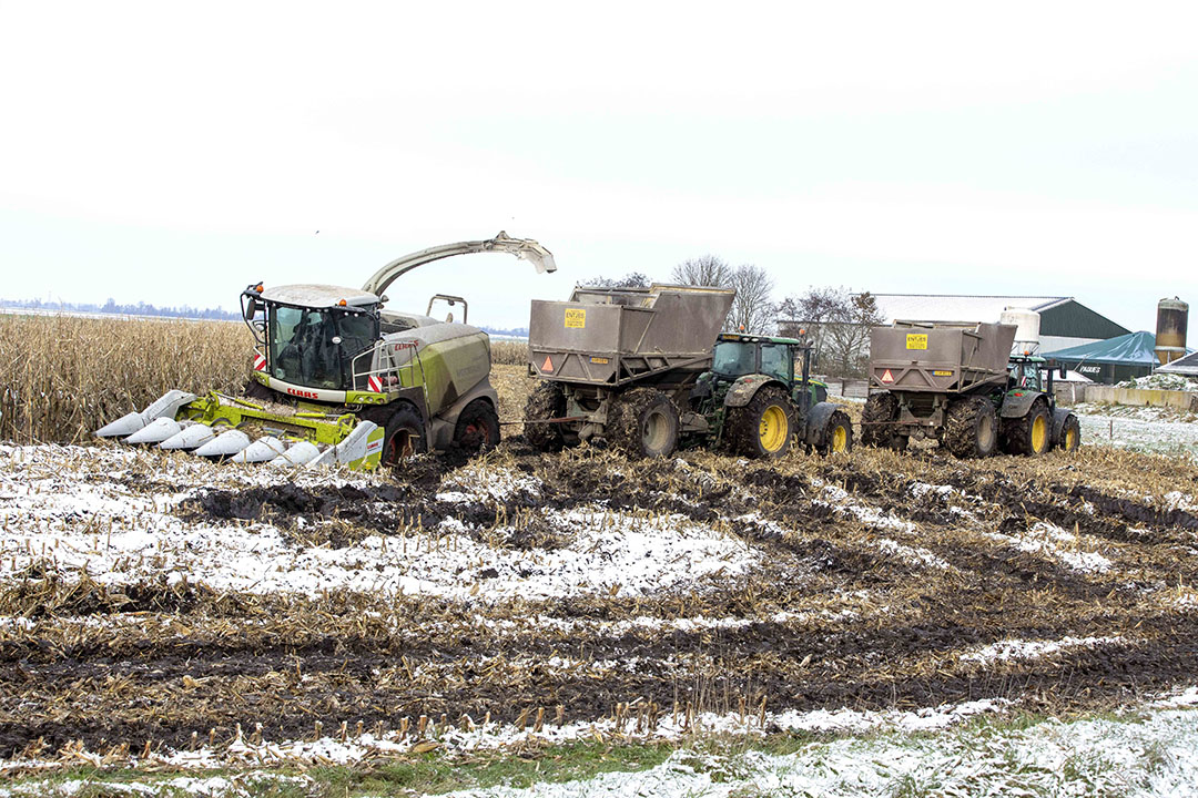 Loonbedrijf Entjes in Slochteren (Gr.) oogst met een kolvenplukker voor de hakselaar een perceel MKS-mais. De hakselaar komt niet overal door. De loonwerker zet aangepaste gronddumpers op brede banden in om de MKS van het land te krijgen. Het grootste deel van de mais is binnen. - Foto: Koos van der Spek