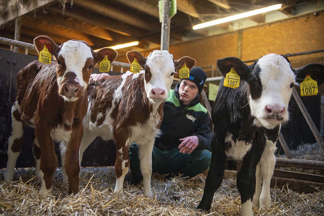 Meinte Miedemas oom Thom heeft een bedrijf met 116 melkkoeien en 65 stuks jongvee op 75 hectare grasland. Het is de bedoeling dat Meinte in februari of maart toetreedt tot de bv.