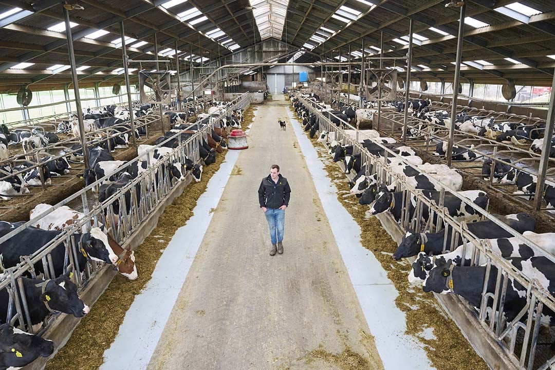 Een overzicht in de ligboxenstal die plaats biedt aan 200 melkkoeien en 40 stuks jongvee (de oudere dieren).