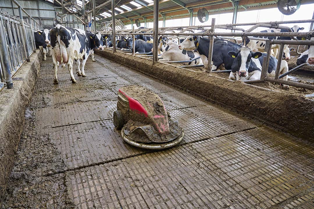 Dit is de emissiearme W4-blokkenvloer van HCI met om de meter een spleet. Een Lely-mestrobot houdt de vloer schoon.