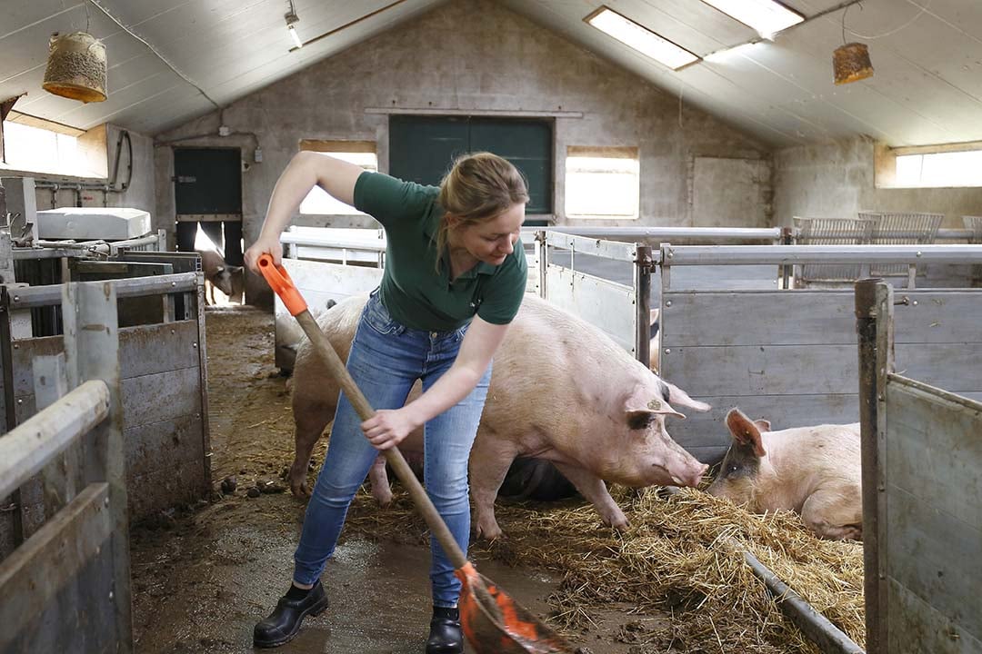 Uitmesten is op het biologische varkensbedrijf een klus die vrijwel dagelijks terugkomt.