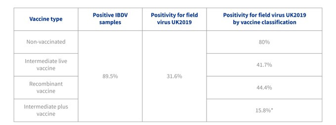 Tabel 1. Algehele positiviteit en positiviteit van veldvirussen per vaccinclassificatie *Er werd een significant lager percentage veldvirusstammen gedetecteerd met intermediaire plus-vaccins vergeleken met niet-gevaccineerde koppels of koppels die waren gevaccineerd met vaccins met intermediaire stammen (p-waarde = 0,001).