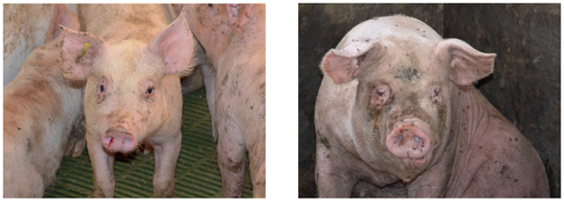 Afbeelding 3. Klinisch beeld van PAR. Links: een gespeende big met een bloedspoor in het rechterneusgat. Rechts: een vleesvarken met scheve neus door aantasting van het neustussenschot.