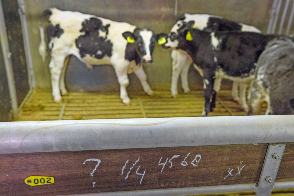 Registratie van antibioticagebruik bij het hok. De kalverhouderij wil het gebruik in 10 jaar halveren. Hiervoor moet meer met de melkveehouderij worden samengewerkt in de vorm van een kalverpaspoort met informatie over biestverstrekking, soort verstrekte melk en eventuele vaccinaties.