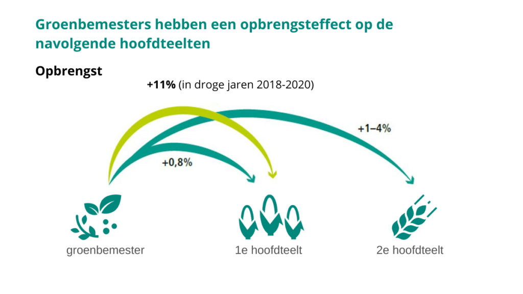 Figuur 2. Het opbrengsteffect van groenbemesters op de volgende teelt.