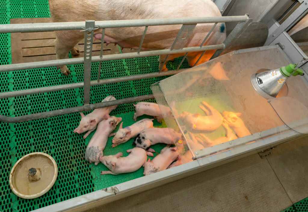 In de vrijloop-kraamopfokhokken worden de zeugen gespeend op 5 weken en blijven de biggen liggen tot ongeveer 25 kilo. De temperatuurbehoefte verschilt dus per afdeling. – Foto: Ruud Ploeg