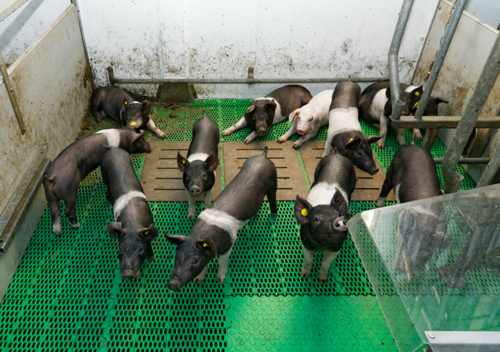 De biggen blijven na het spenen in de kraamopfokhokken tot ongeveer 25 kilo. Ze hebben een andere temperatuurbehoefte (hoger) dan de zeugen die aan het werpen zijn. – Foto: Ruud Ploeg