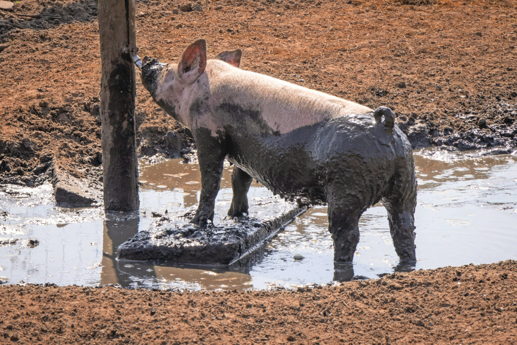 Een groepje van zo’n twaalf vleesvarkens loopt in de wei, waar ze zich kunnen uitleven in de modderpoel. Sinds vorig jaar worden er geen staarten meer gecoupeerd. Foto: Koos Groenewold