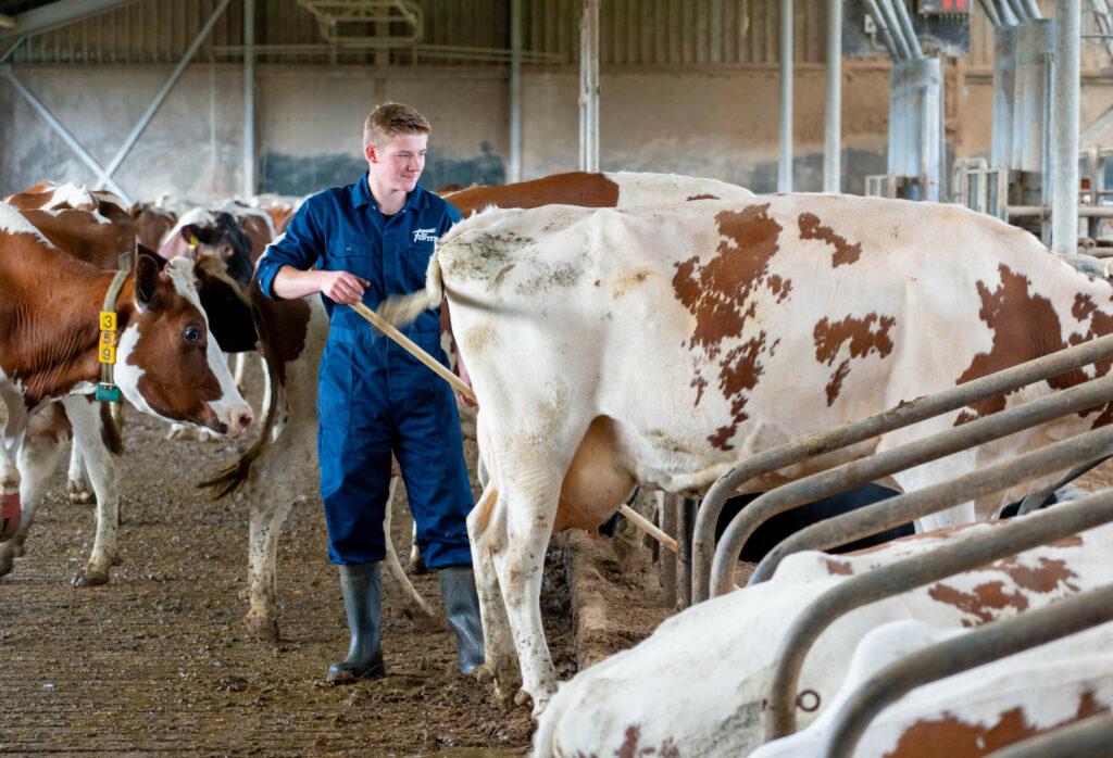 De koeien hebben geen weidegang en dat wil Lars zo houden. De dieren zijn goed gezond en “je kunt binnen veel constanter voeren.”