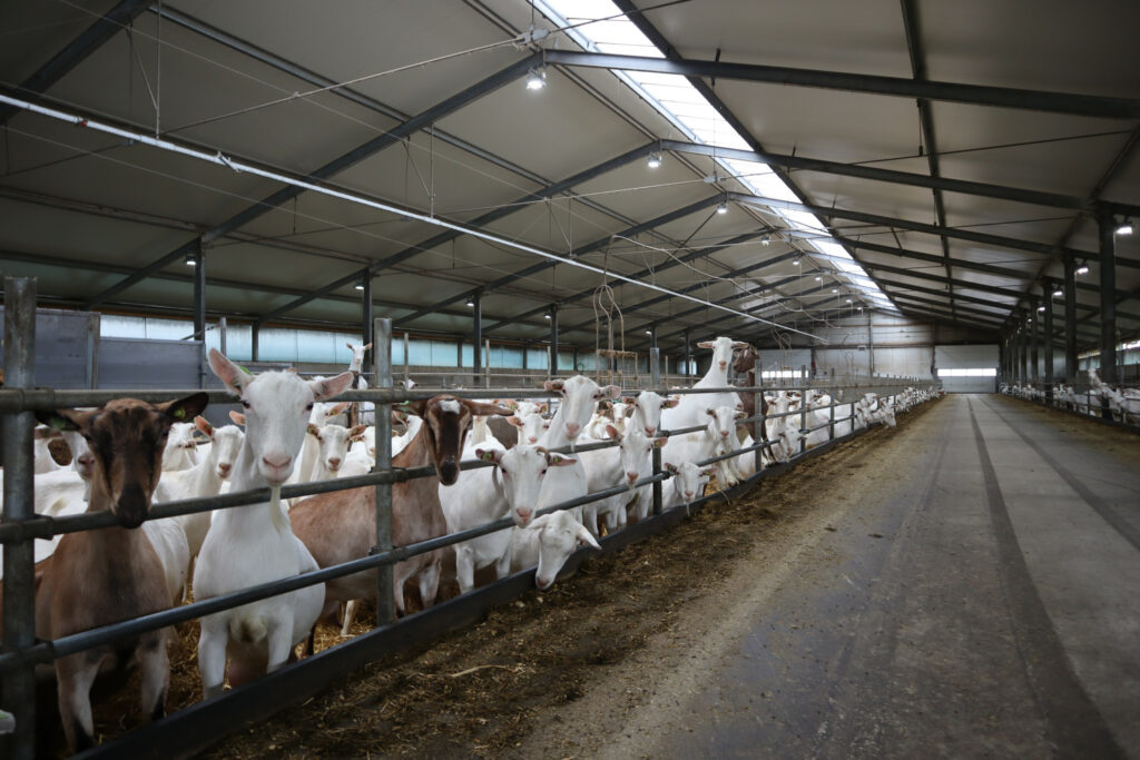 Daglicht heeft een positieve invloed op mens en dier.