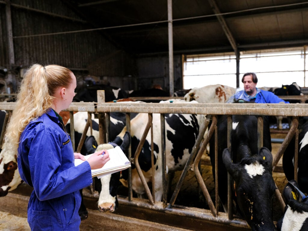 Diermanagement is echt Ineke’s ding. Ze houdt van overzicht en assisteert graag de dierenarts tijdens de drachtigheidscontroles.