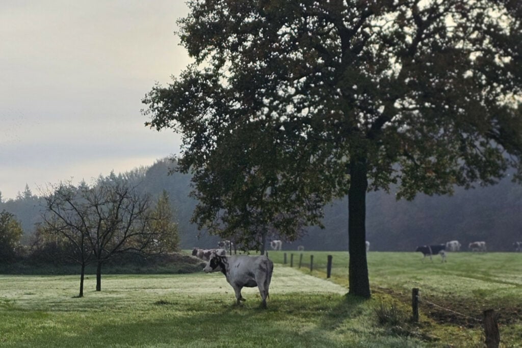 Met een bochtje moeten ze de wei in. Een van de dieren springt echter over het draad en rent de boomgaard van de buren in.