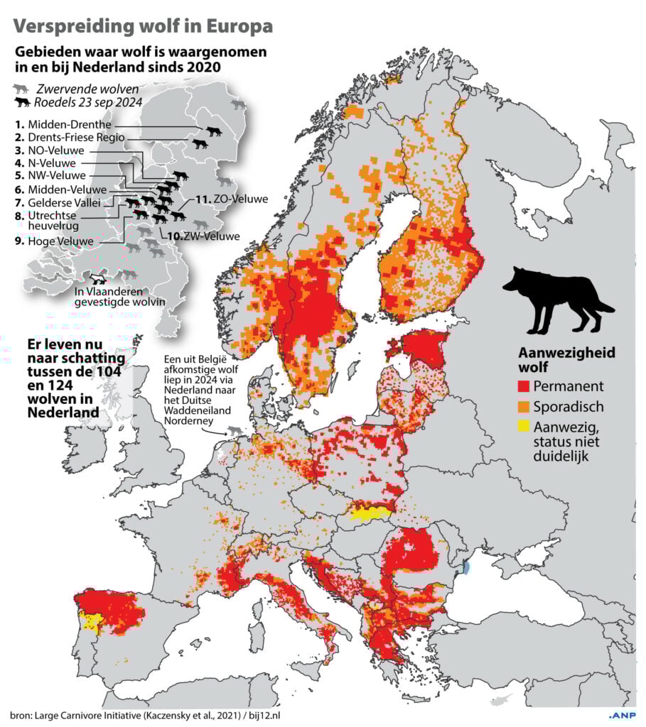 Verspreiding wolf in Europa met locatie roedels in Nederland per 23 september 2024. Afbeelding: ANP INFOGRAPHICS