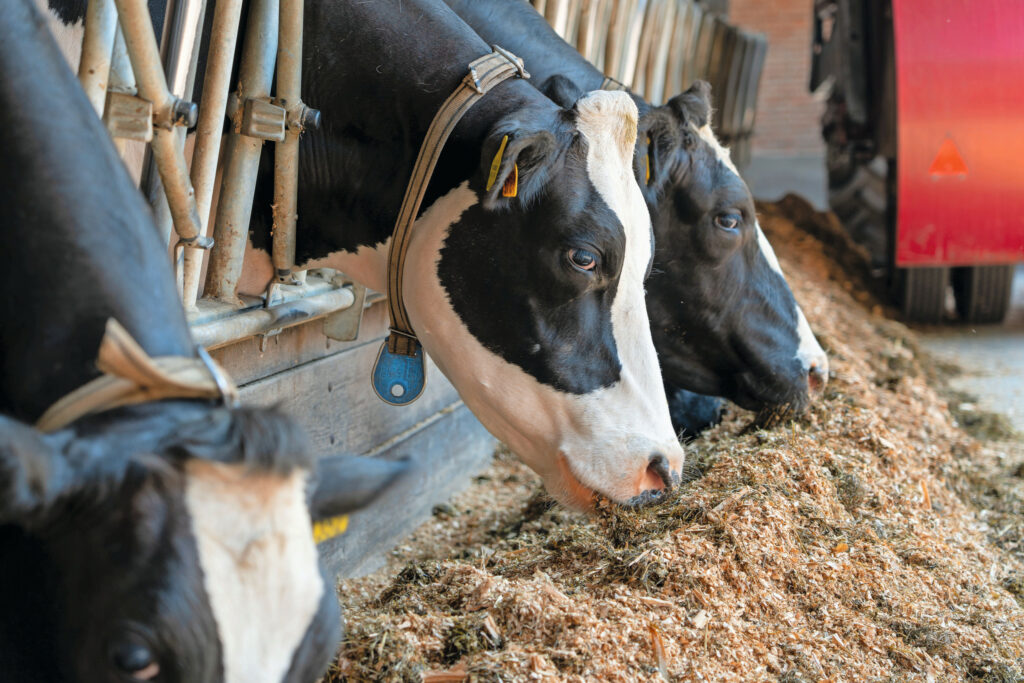 In maisrijke rantsoenen is het eenvoudiger om op 155 gram ruw eiwit per kilo droge stof uit te komen. Naarmate er meer vers gras of graskuil gevoerd wordt, moet het ruweiwitgehalte in de bijvoeding omlaag. Dat lukt niet oneindig. Foto: Jan Willem Schouten
