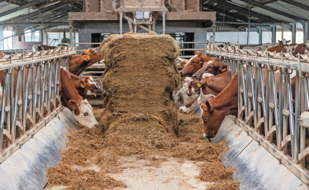 Op het bedrijf van Piet van Dijk in Polsbroek is gras de basis. Omdat zijn bedrijf enkele jaren geleden wat intensiever werd, koopt hij nu mais aan. Dat wordt in de zomer ingezet om hoge ruweiwitgehalten in het gras te compenseren met voldoende energie. Foto: Herbert Wiggerman
