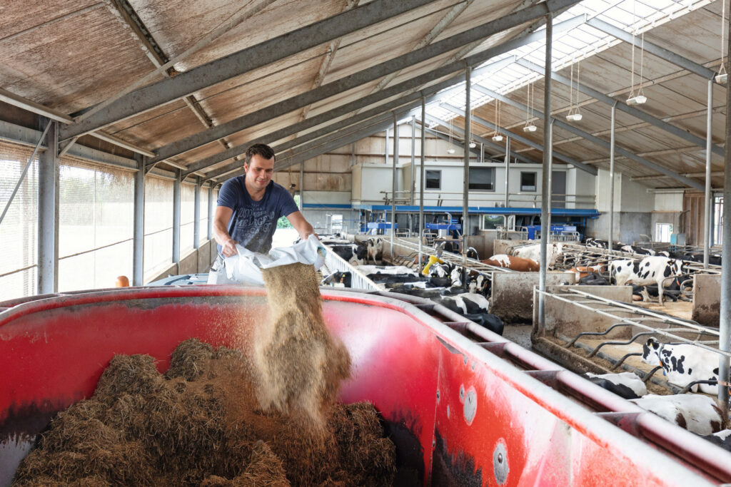 Het aanpakken van de voerstrategie rondom de droogstand vergt doorgaans geen grote kosten. Het zit meer vast op een goed doordacht rantsoen en een consequente manier van voerverstrekking. Foto: Herbert Wiggerman