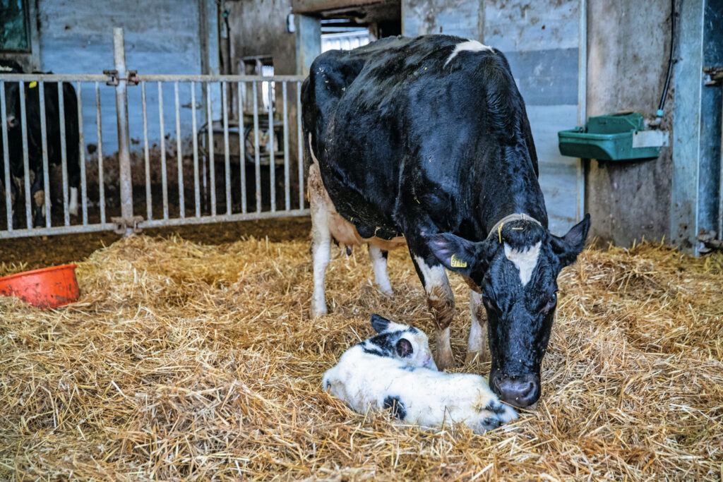 Een deel van de bedrijven heeft een te lage voeropname en daardoor lebmaagverdraaiing en meer kans op slepende melkziekte (ketose). Bij anderen ontstaan problemen door een verkeerde energievoorziening na het afkalven. Foto: Ronald Hissink