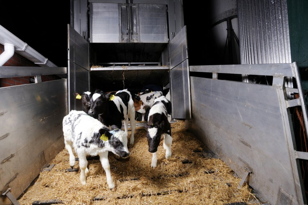 Vanwege de MKZ-uitbraak in Duitsland stelt de Nederlandse kalversector preventieve maatregelen in, waaronder een tijdelijk afvoerverbod en strikte hygiëneregels. Foto: Frank Uijlenbroek