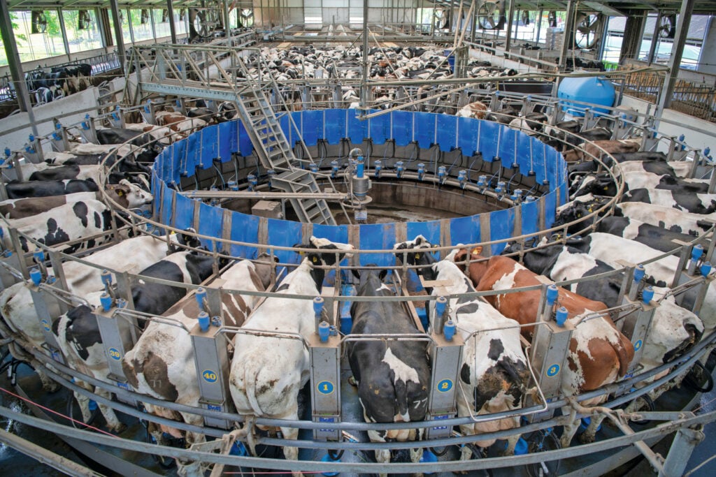 Op grote melkveebedrijven worden nog steeds draaimelkstallen geïnstalleerd. Ontwikkeling zit vooral in een stuk automatisering en arbeidsverlichting. Veel nieuwe carrousels zijn inmiddels buitenmelkers. Foto: Mark Pasveer