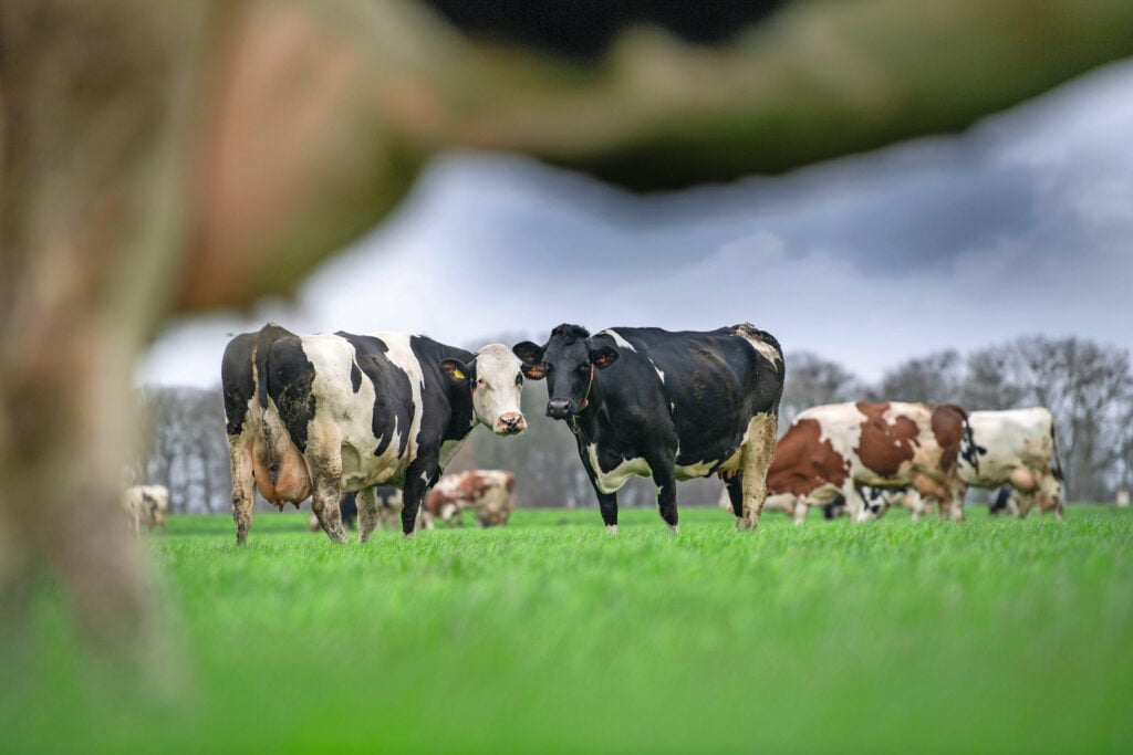 Beweiders hebben dankzij de weidepremie over alle groepen heen een hogere melkopbrengst. Dat wordt weer grotendeels teniet gedaan door een hogere kritieke melkopbrengst. Foto: Mark Pasveer