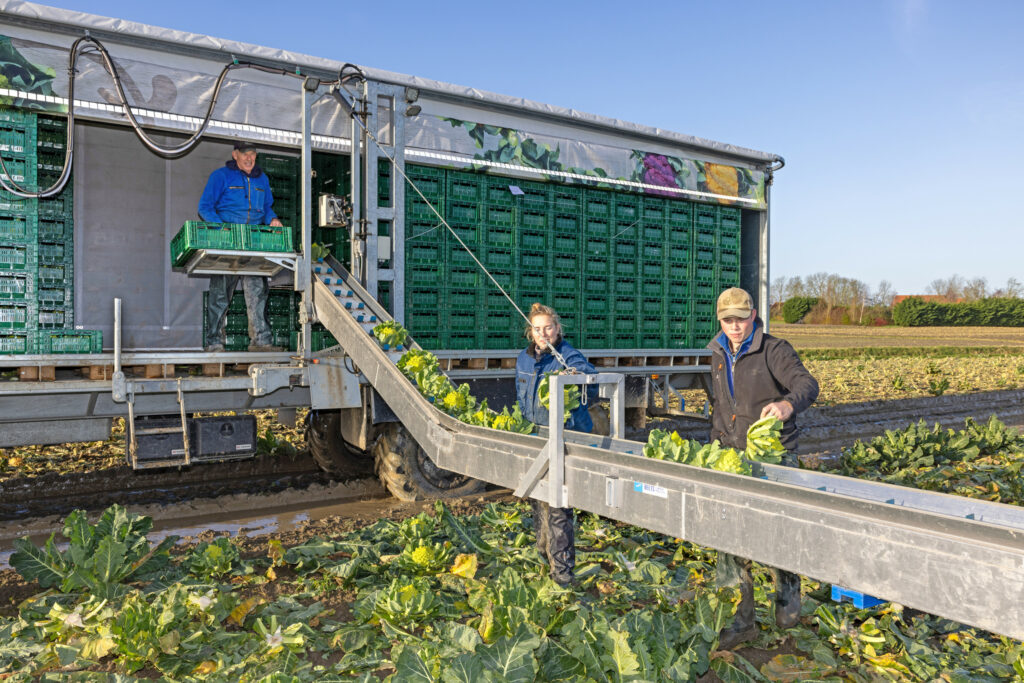 Vof Vierwegen teelt 40 hectare groenten zoals paarse en oranje bloemkool, romanesco, pastinaak en boerenkool. Bloemkool vormt de hoofdmoot. Het is een groente met hoge eisen. Alle omstandigheden moeten precies kloppen, anders gaat het mis. Voor de oogst springt iedereen bij. Foto: Peter Roek