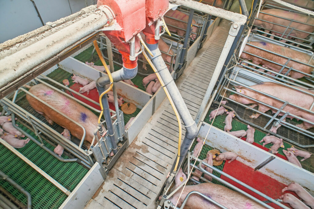 Belangrijk voor een probleemloze geboorte is de voerovergang vanuit de dracht naar de lactatie. In het algemeen sluiten voeders beter op elkaar aan, maar soms kan het nodig zijn een transitievoer of twee lactovoeders in te zetten. De mogelijkheden hangen wel af van de voerinstallatie. Foto: Van Assendelft