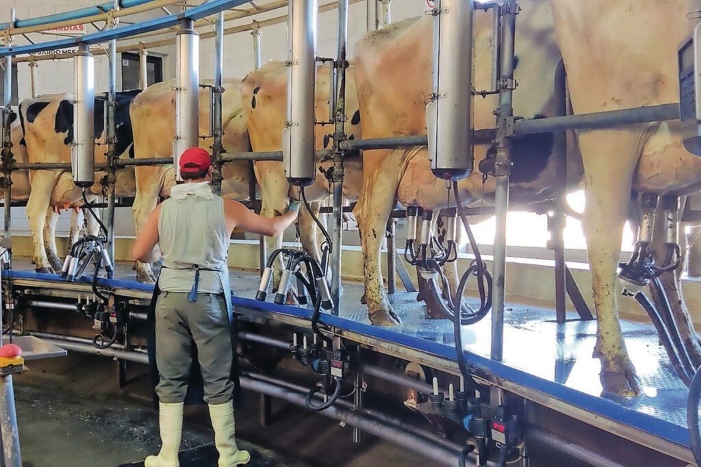 Het drie keer daags melken gaat in een veertigstands carrousel die nagenoeg volcontinu draait. Houden van meer dieren is nu niet mogelijk.
