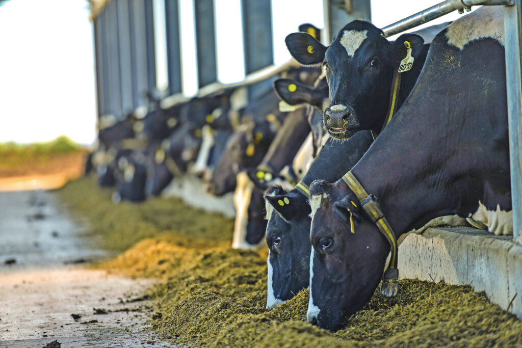 De basis van het rantsoen is mais-, sorghum- en luzernesilage.