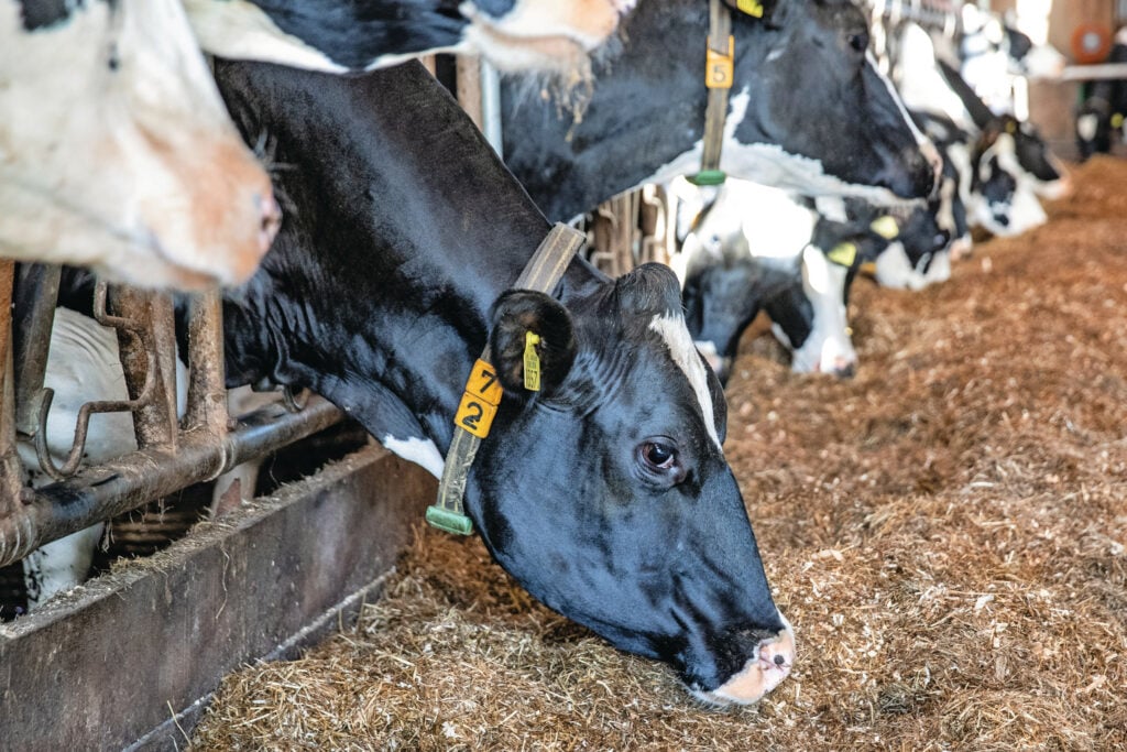 Blauwtong gaat vaak ten koste van de voeropname en voerefficiëntie. De voeropname in de benen houden, vraagt extra aandacht, zoals vaker voeren en aanpassingen in het rantsoen. Foto: Ronald Hissink
