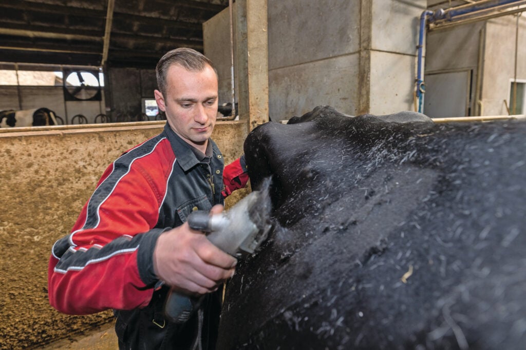 Martin bezig met koeien scheren voor een koeienshow. Als fokkers willen ze uiteraard dat hun dieren zo goed mogelijk de ring in gaan.