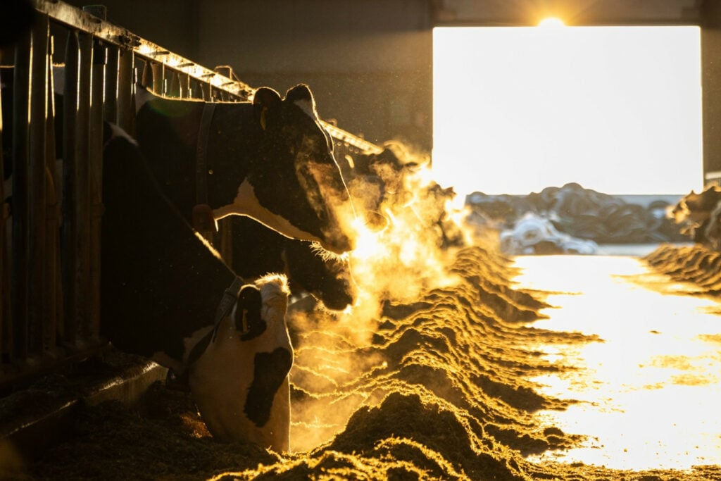 Op dit moment produceren de koeien van maatschap Tap gemiddeld 37 liter per dag, met 4,60% vet en 3,50% eiwit.