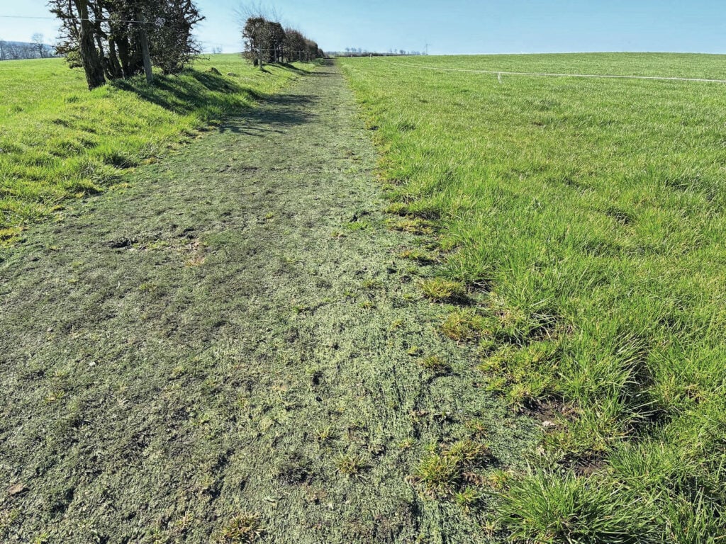 Een twee meter brede strip kunstgras is een bijzonder kavelpad. Het kostte de veehouder niets dan de transportkosten.