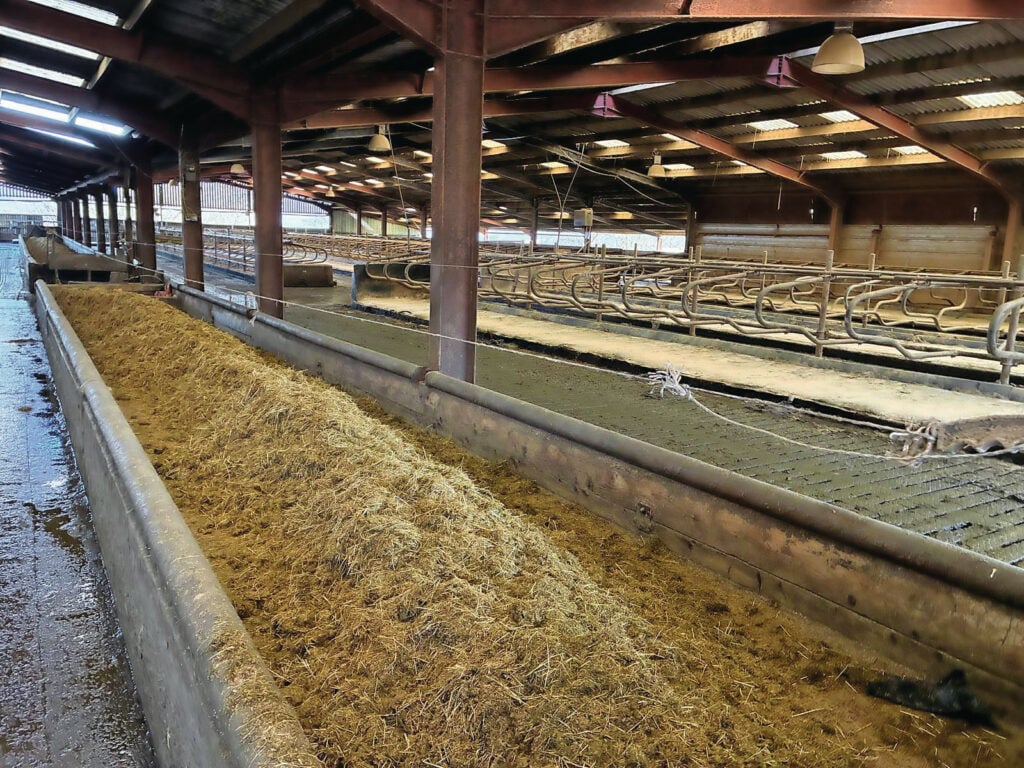 De koeien krijgen in de weideperiode voor het avondmelken een TMR-rantsoen bijgevoerd in grote betonnen troggen, bunkers.