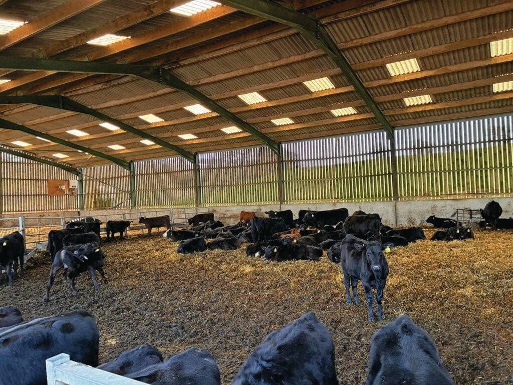 De 136 Angus-kruislingkalveren zijn gehuisvest in een potstal. Ze brengen dit jaar, op 5 maanden leeftijd, zo'n €135.000 op, meer dan het dubbele van in andere jaren.