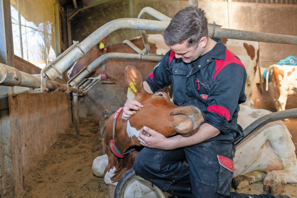 De ouders van Dirk deden na de varkenspest de varkens van de hand. Vervolgens bouwden ze het bedrijf uit tot wat er nu staat, inclusief een up-to-date ligboxenstal. Dirk vindt dat er echt iets moois is neergezet.