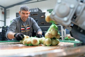 Op het biologische akkerbouwbedrijf van Poppe werken jaarrond negen mensen, waarvan er vier ook bijdragen aan de verwerking, verpakking en afzet van de eigen uien. In het seizoen worden losse krachten ingehuurd, maar dat is voor het wieden steeds minder nodig.