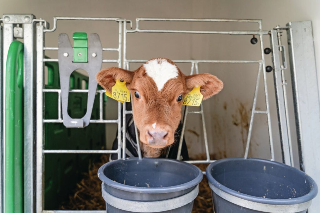 De melkopbrengsten liggen een stuk hoger dan in 2023. Ook de veeverkopen brachten meer geld in het laatje; koeien en kalveren werden in 2024 respectievelijk voor €36 en €15 per dier meer verkocht. Foto: Andrea van Schaijk