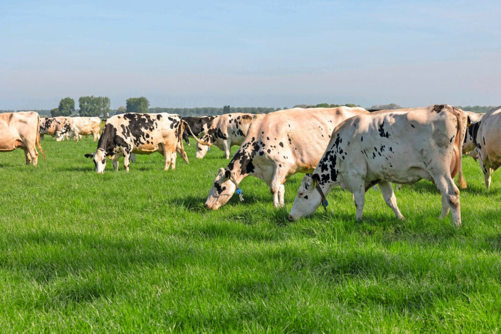Met de 100 melkkoeien die er nu zijn, kan Siem straks verder. Het wordt er niet makkelijker op maar hij maakt zich geen zorgen want ‘in Nederland zal altijd plek zijn voor boeren.’