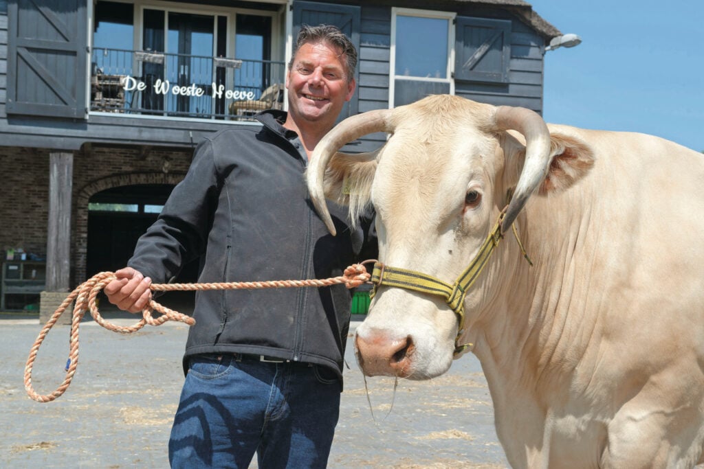 Johan Schilder uit Hoogwoud (N.-H.) veilt 65 Blonde d’Aquitaines vanwege het wegvallen van een winterstal.