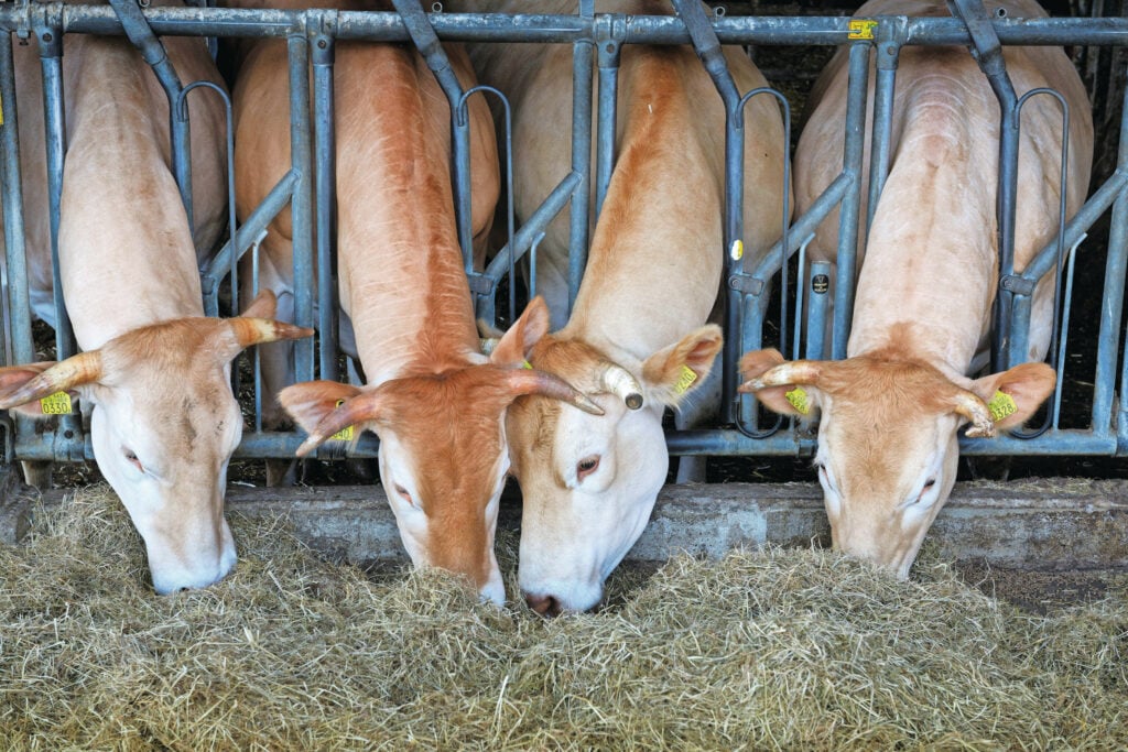 Schilder verkoopt een selectie aan koeien, stieren en jongvee.
