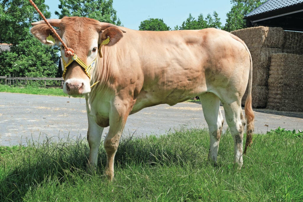 Unbelievable van de Woeste Hoeve is een van de jonge stieren die onder de hamer komt. Schilder leverde de afgelopen jaren regelmatig goede fokstieren aan het centrale opfokprogramma van het Blonde d’Aquitaine-stamboek.