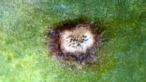 Bladvlek cercospora