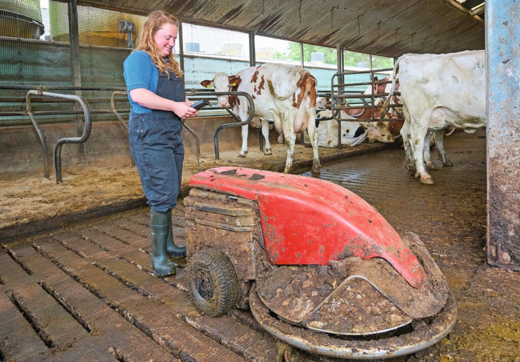 Een mestrobot schuift mest door de roosters. Ook voor het melken is er een robot. Femke zou er wel graag een tweede bij willen.